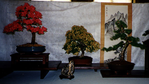 azalea_larice.JPG (119620 bytes)